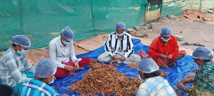 Rural women processing the tamarind (deseeded, defibred)